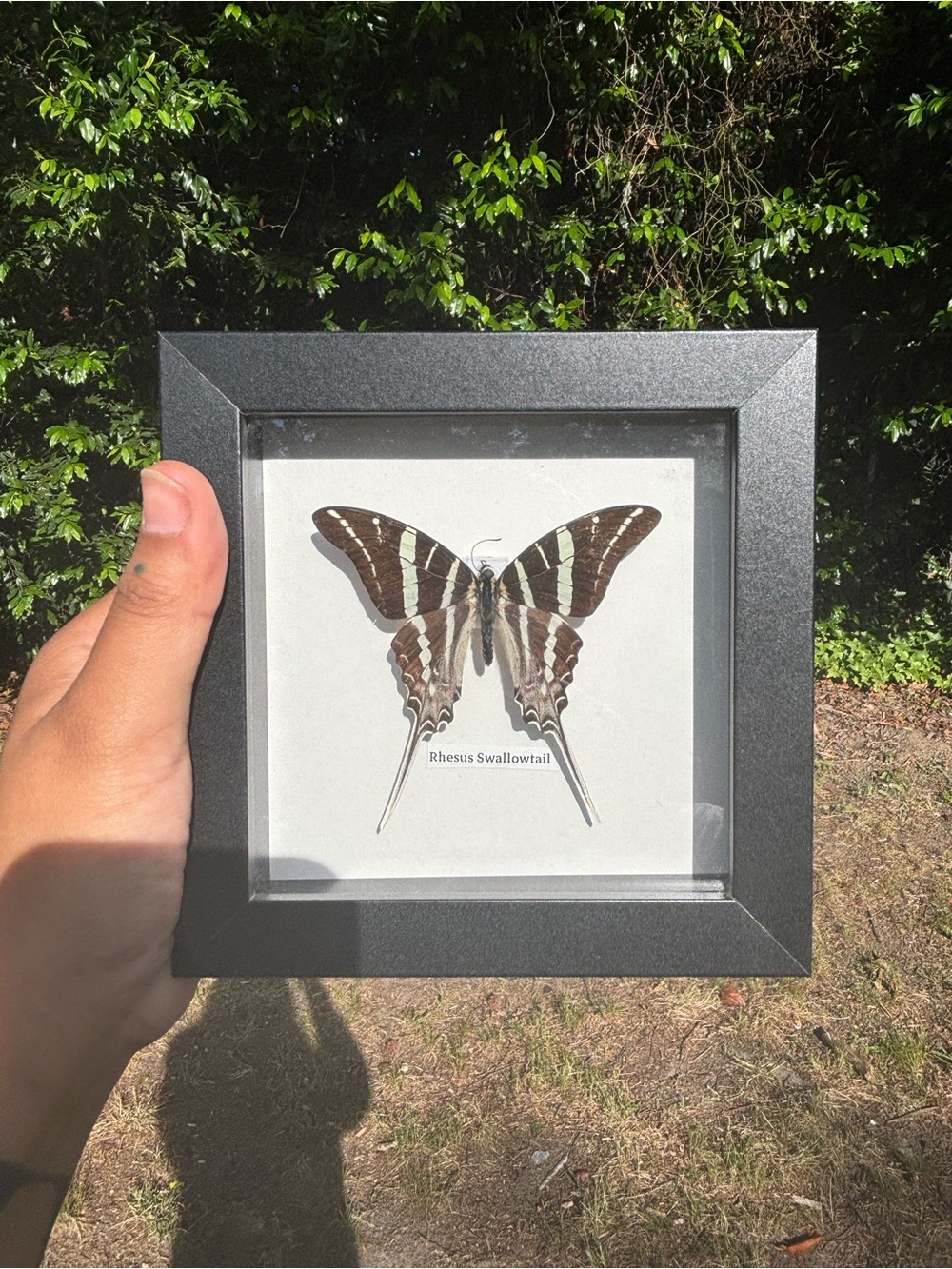 🦋REAL RHESUS SWALLOWTAIL BUTTERFLY 🦋